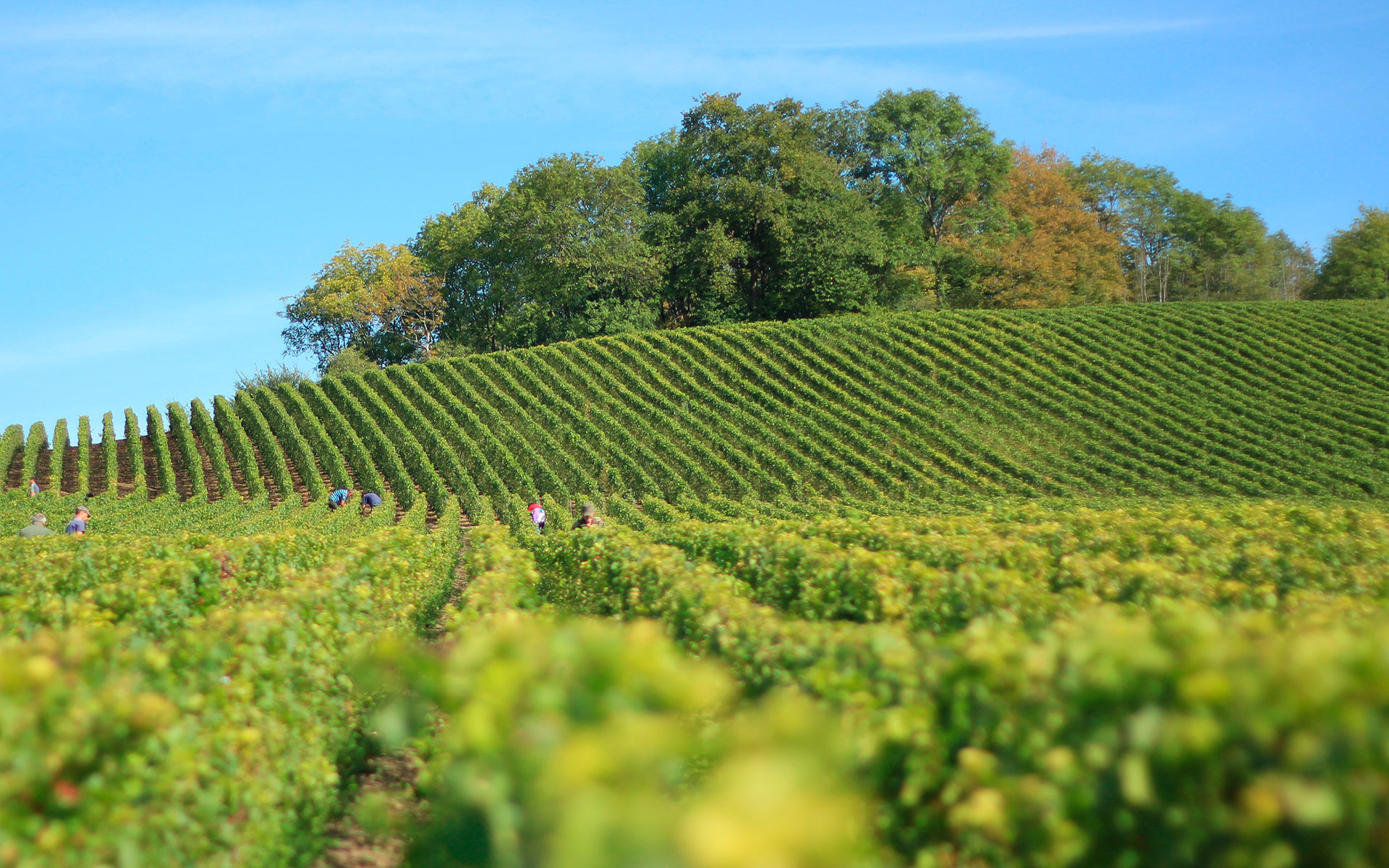 Produtores de Vinho Verde Câmara Municipal de Celorico de Basto